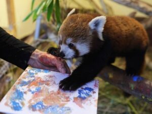 Красная панда рисует